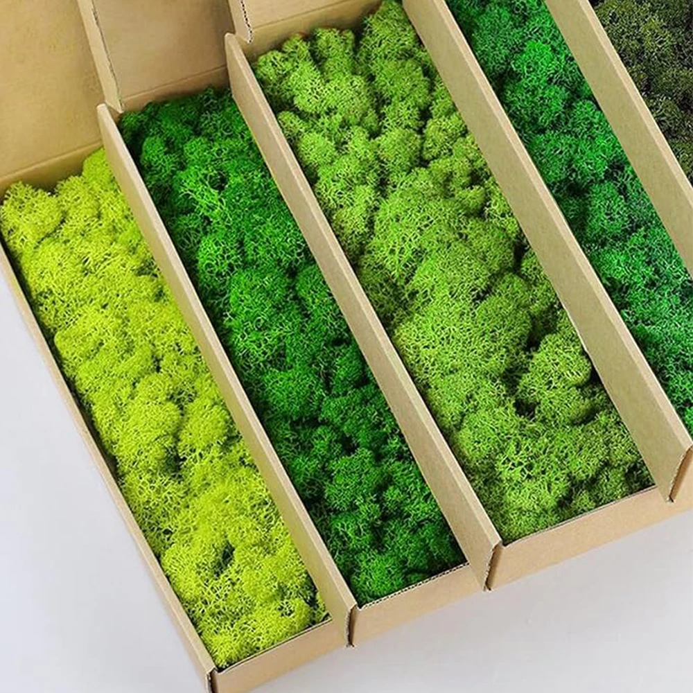 20-200 جرام نباتات خضراء اصطنا - مراجعة Terrarium Moss Art وسعره