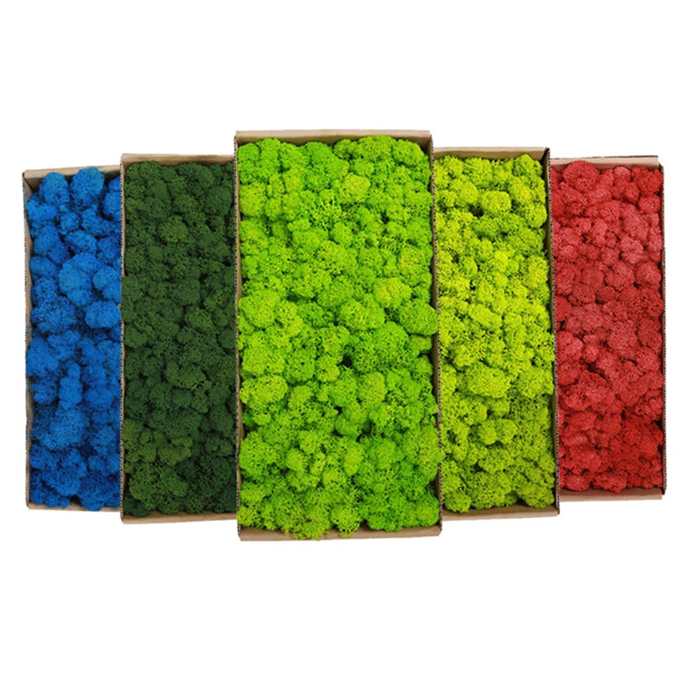 20-200 جرام نباتات خضراء اصطنا - مراجعة Terrarium Moss Art وسعره