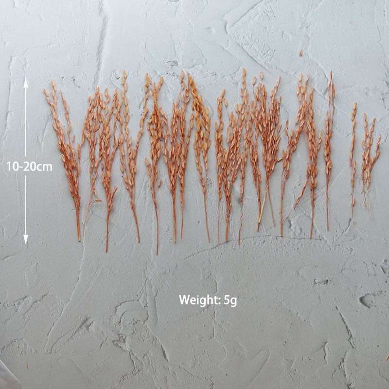 5 جرام/Broomcorn مصبوغ الزهور  - مراجعة Dried Flower Bulk وسعره