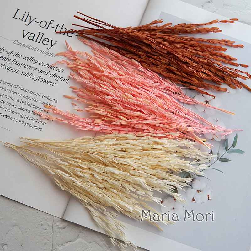 5 جرام/Broomcorn مصبوغ الزهور  - مراجعة Dried Flower Bulk وسعره