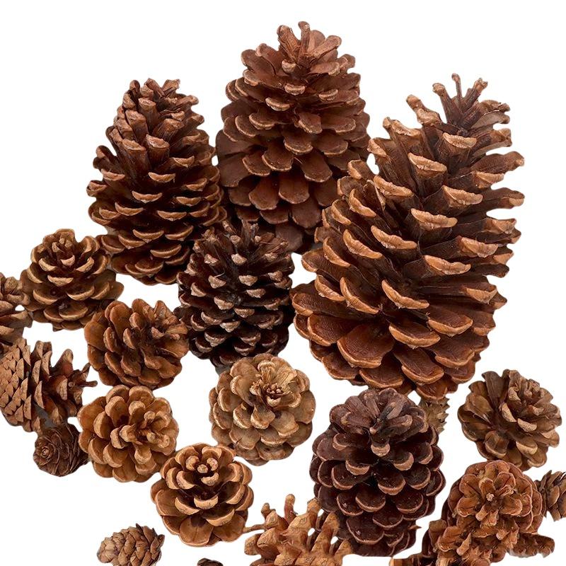أكواز الصنوبر المجففة الطبيعية - مراجعة Dried Flower Bulk وسعره