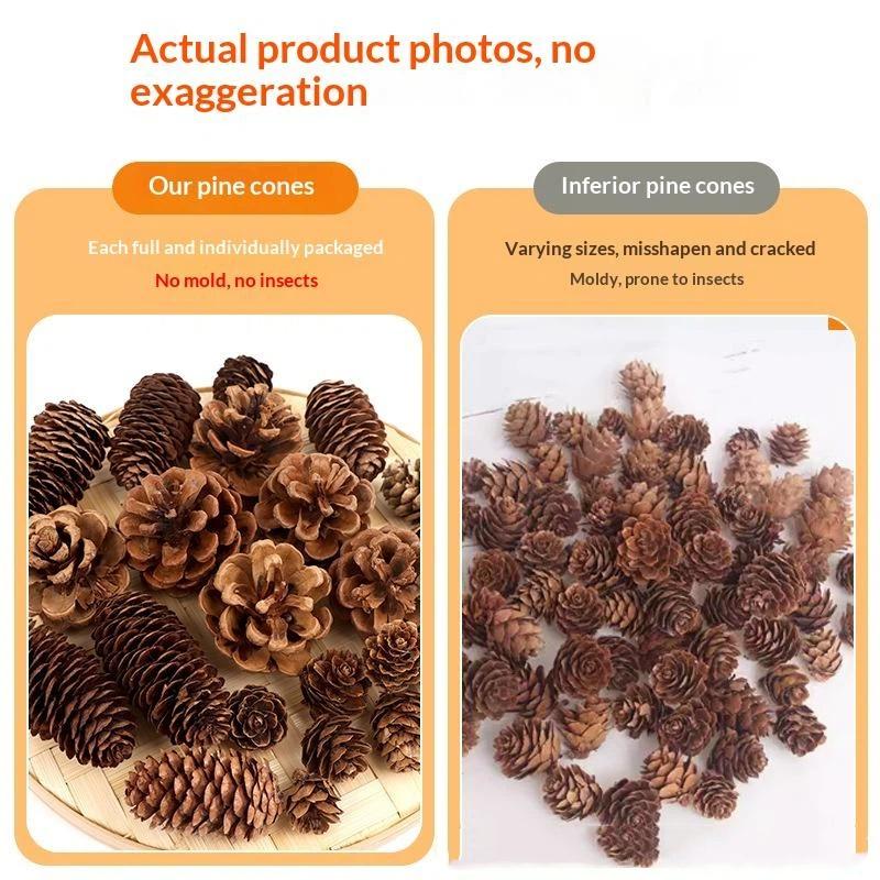 أكواز الصنوبر المجففة الطبيعية - مراجعة Dried Flower Bulk وسعره