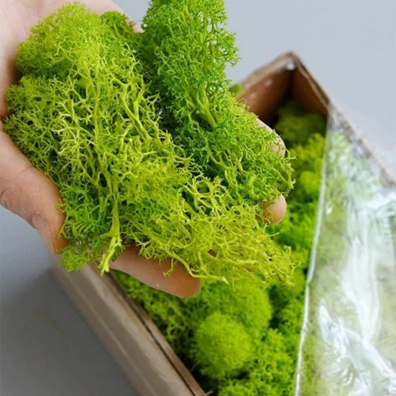 نباتات الطحلب الأخضر الاصطناعي - مراجعة Terrarium Moss Art وسعره